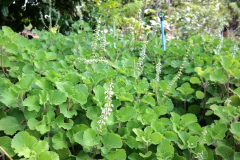 Ayurvedic herbal garden
